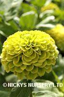 Zinnia. Envy 160 seeds