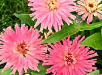 Zinnia. Pinca 40 seeds