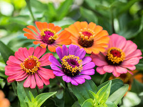 Zinnia. Forecast 20 seeds