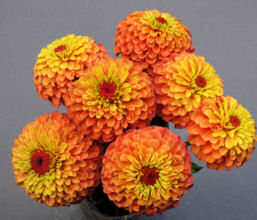 Zinnia. Queen Lime Orange 20 seeds