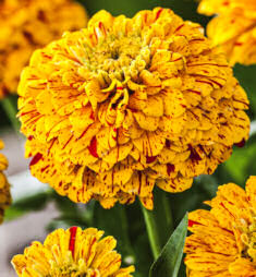 Zinnia. Pop Art Golden and Red 50 seeds