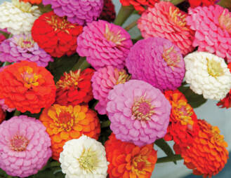 Zinnia. Sunbow mix 100 seeds