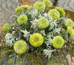 Zinnia. Queen Lime 20 seeds