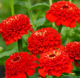 Zinnia. Zinderella Red 15 seeds