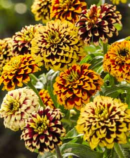 Zinnia. Jazzy Mix 100 seeds