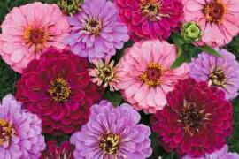 Zinnia. Art Deco 40 seeds