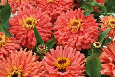 Zinnia. Senora 75 seeds