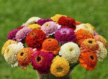 Zinnia. Zinderella Mix 20 seeds