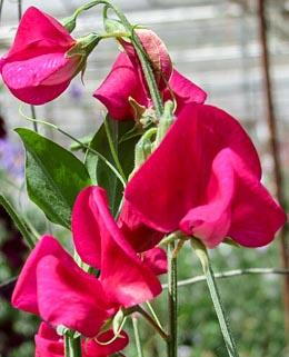 Sweet Pea. Zorija Rose 15 seeds