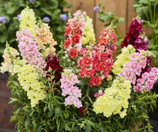 Antirrhinum. Doubleshot Mix  25 seeds