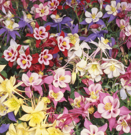 Aquilegia. Swan Mix 10 seeds