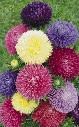 Aster. Gala Mix 75 seeds