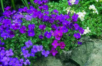 Aubrieta. Cascade Mixed 400 seeds