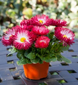 Bellis Bam Bam Red 50 pellets