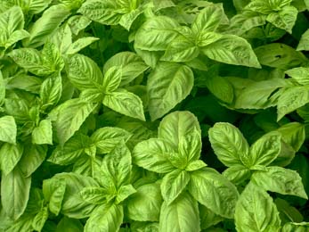 Basil Nufar 500 seeds