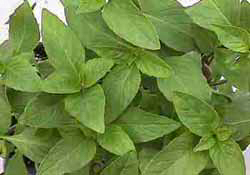 Basil Thai Queenette 200 seeds