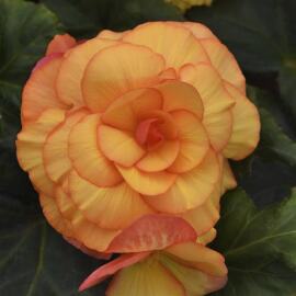 Begonia. On Top Sunset Shades 20 Pelleted seeds