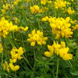 Birds Foot Trefoil common 400 seeds