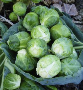 Brussels Sprout Brigitte 40 seeds