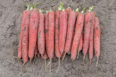 Carrot Red Sun 400 seeds