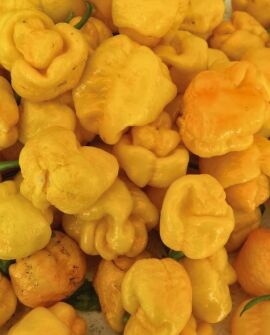 Chilli 7 Pot Brain Strain YELLOW 10 seeds