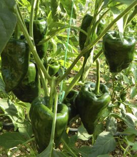 Chilli Ancho Poblano 10 seeds
