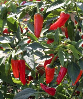 Chilli Apache 10 seeds