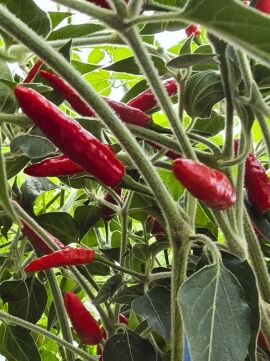 Chilli Black Cobra 10 seeds
