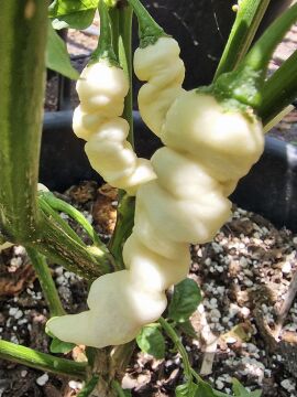 Chilli Faddas White 10 seeds