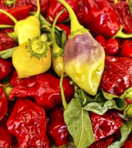 Chilli Scarlet Lantern 10 seeds