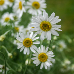Corn Chamomile 1 gram av 3000s
