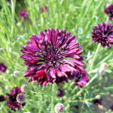 Cornflower. Black Ball 200 seeds