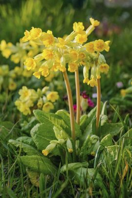 Cowslip 100 seeds
