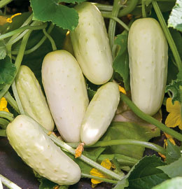 Cucumber Salt and Pepper 20 seeds