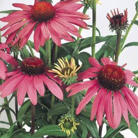 Echinacea. Primadonna Deep Rose 30 seeds