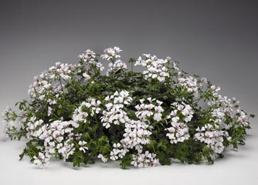 Geranium. Tornado White 5 seeds