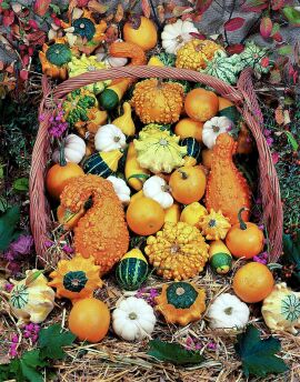 Gourds. Ornamental Mixed small fruited 20 seeds