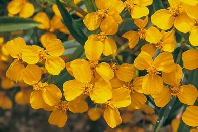 Mexican Mint Marigold 100 seeds