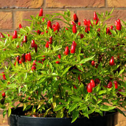Chilli Hot Thai 10 seeds