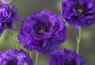 Lisianthus. Corelli Blue improved 20 pellets