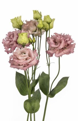 Lisianthus. Alissa Light Pink 20 pellets