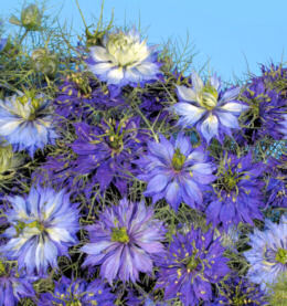 Nigella. Moody Blues 300 seeds