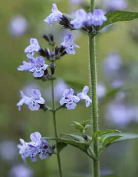 Mountain Mint 400 herb seeds