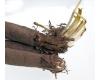 Salsify Sandwich Island 100 seeds