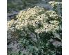Seakale Lilywhite 15 seeds