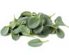 Oyster Leaf 10 seeds