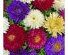 Aster. Super Princess mix   200 seeds