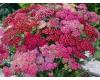 Achillea. Summer Berries 80 seeds