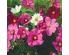 Cosmos. Sensation Mixed 160 seeds