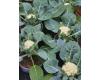 Cauliflower Baby 10 seeds